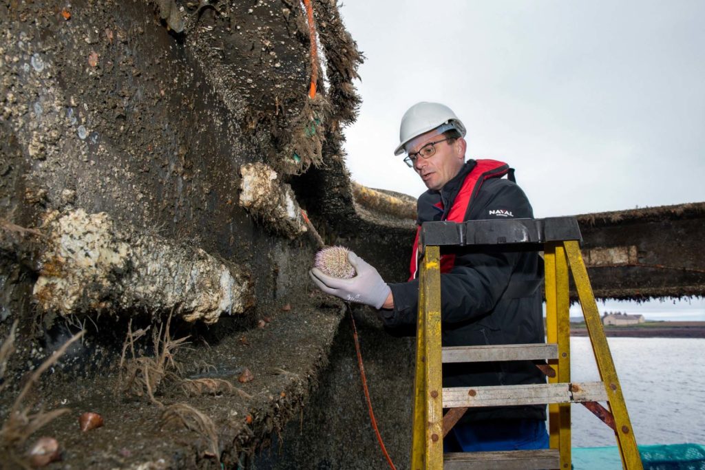 A man stands on a ladder holding a sea urchin