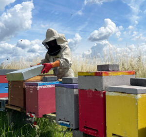 A woman in protective gear opens a bee hive