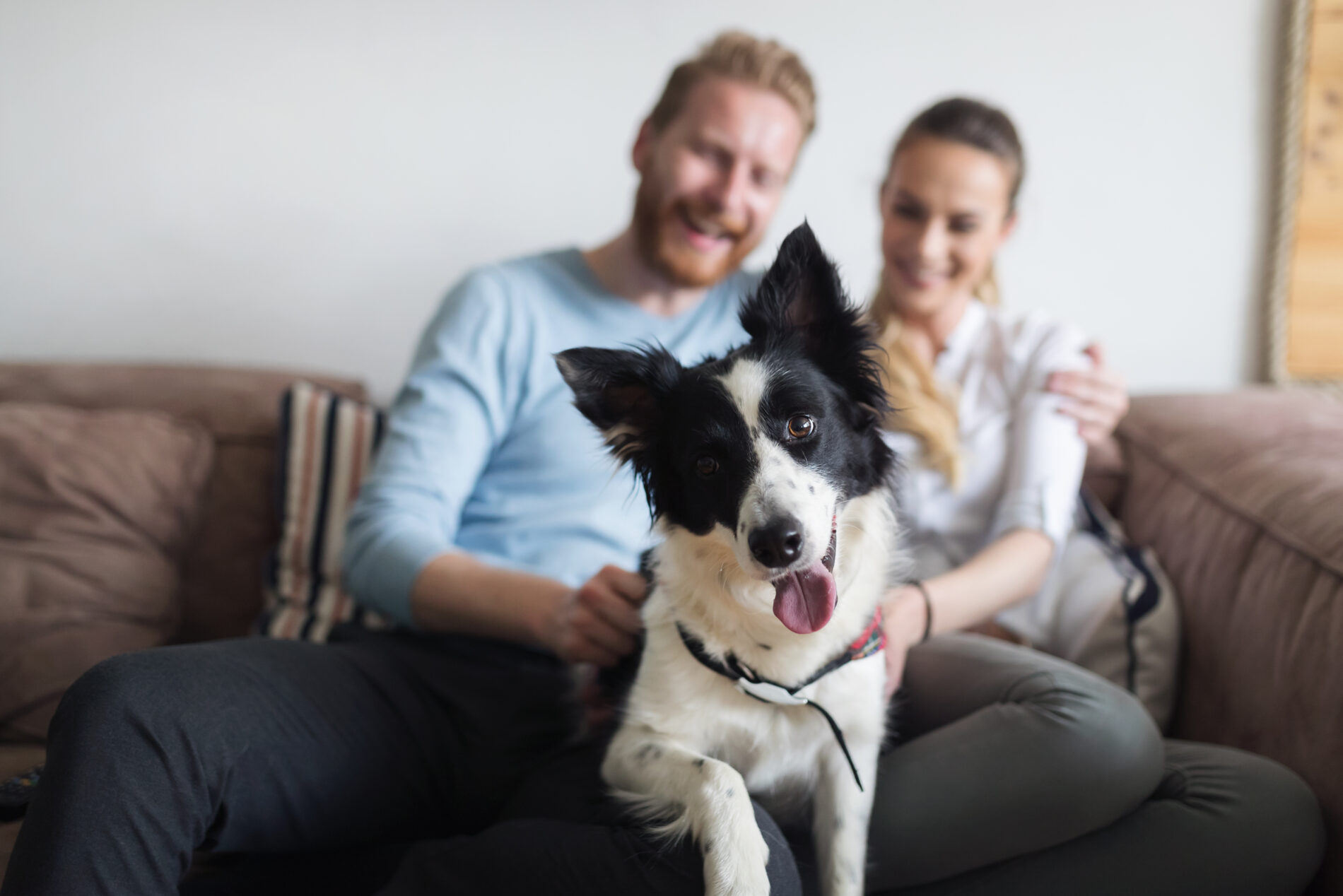 A dog sits with its tongue out while sitting on the laps of a man and a woman.