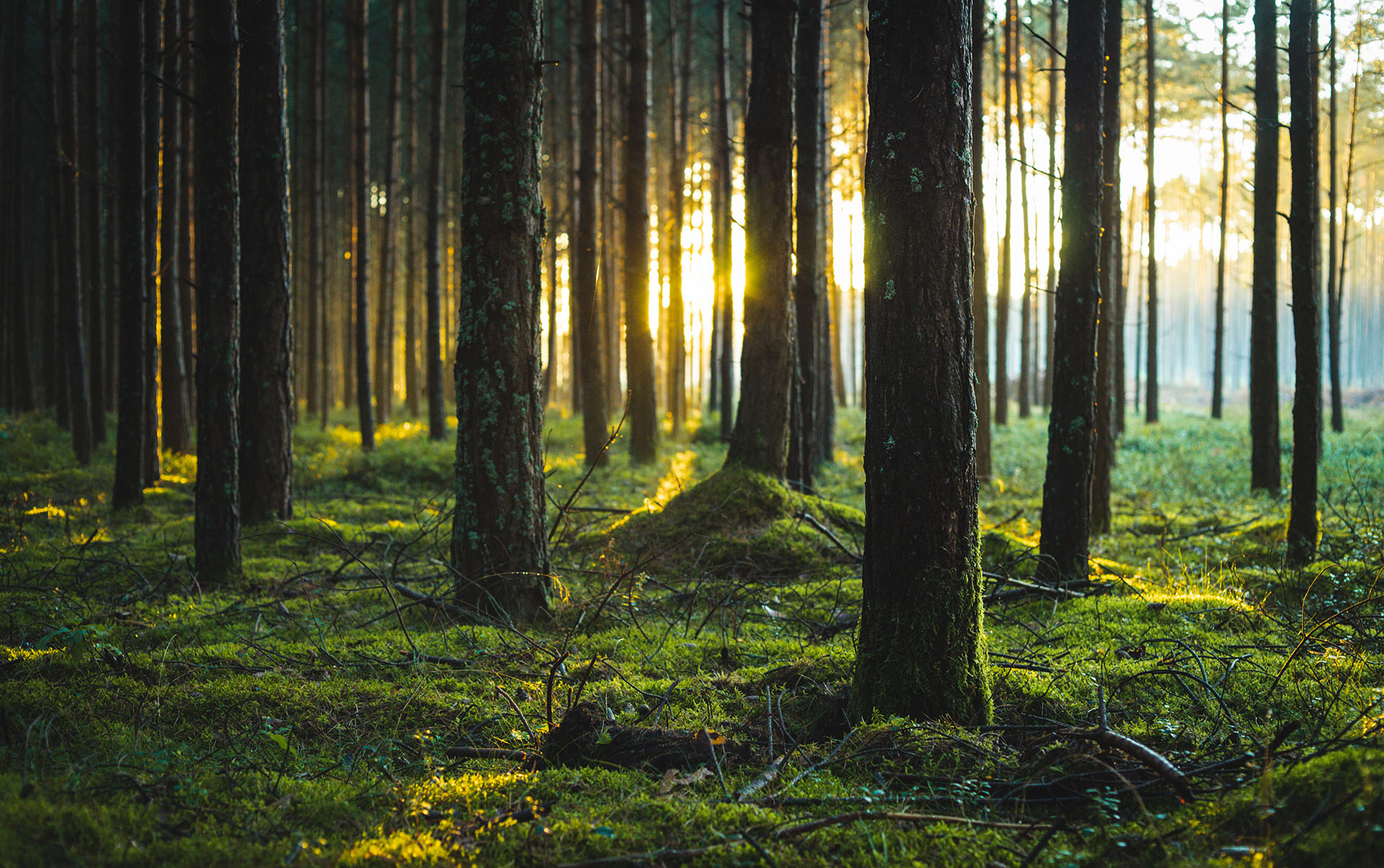 Sunlight streaming through tall trees in a forest.