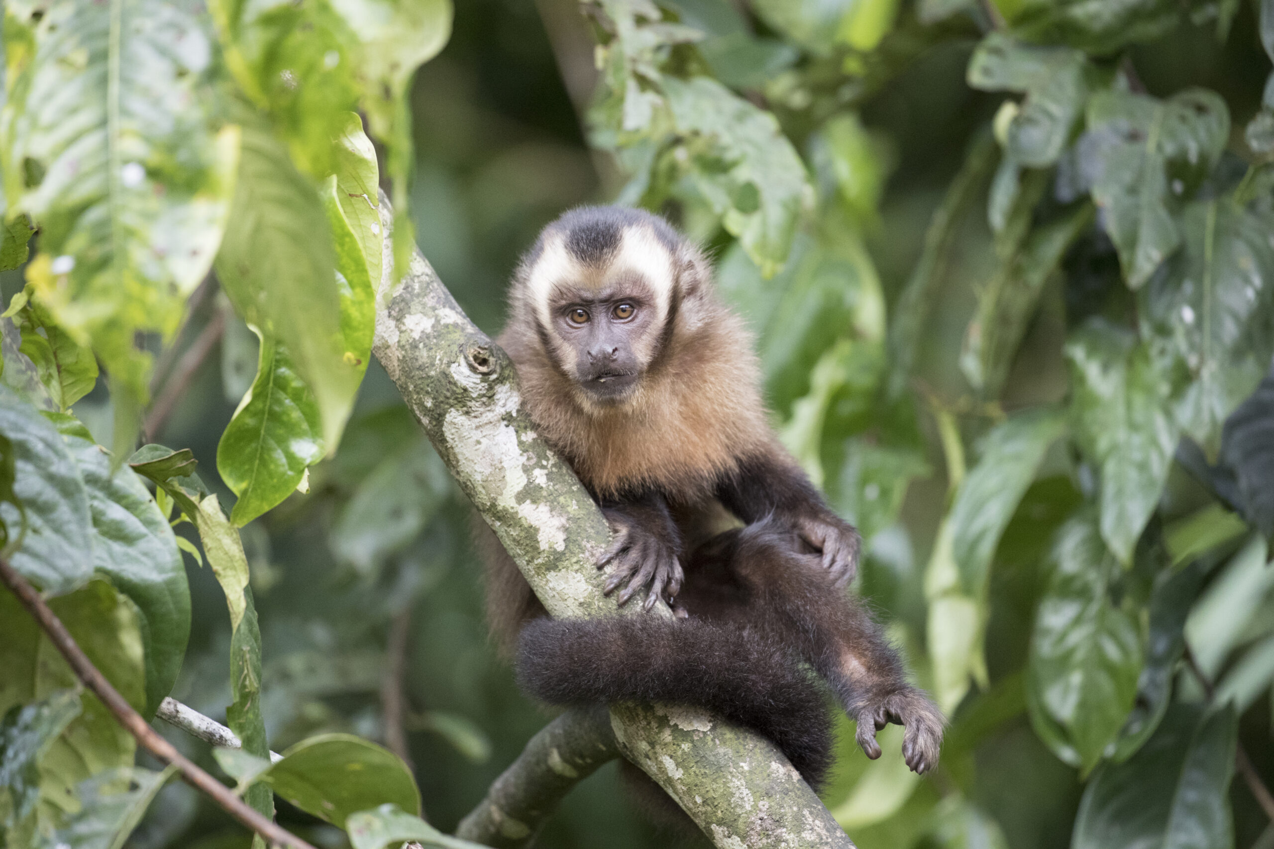 A brown monkey with a dark face and light fur around its head sits on a tree branch in a dense, green rainforest.