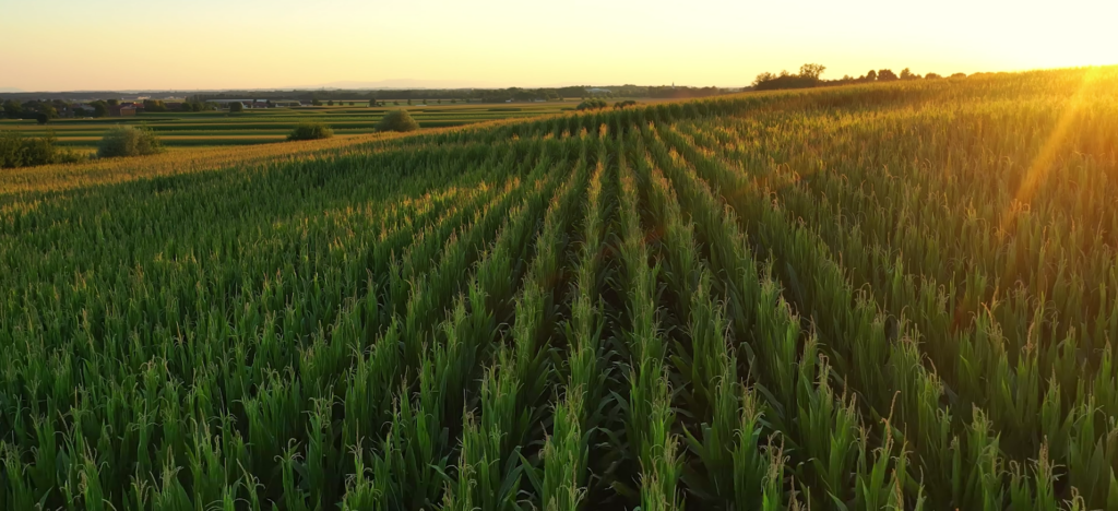 A lush green cornfield stretching across rolling hills at sunset, with golden sunlight casting a warm glow over the landscape.