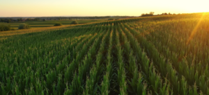 A lush green cornfield stretching across rolling hills at sunset, with golden sunlight casting a warm glow over the landscape.